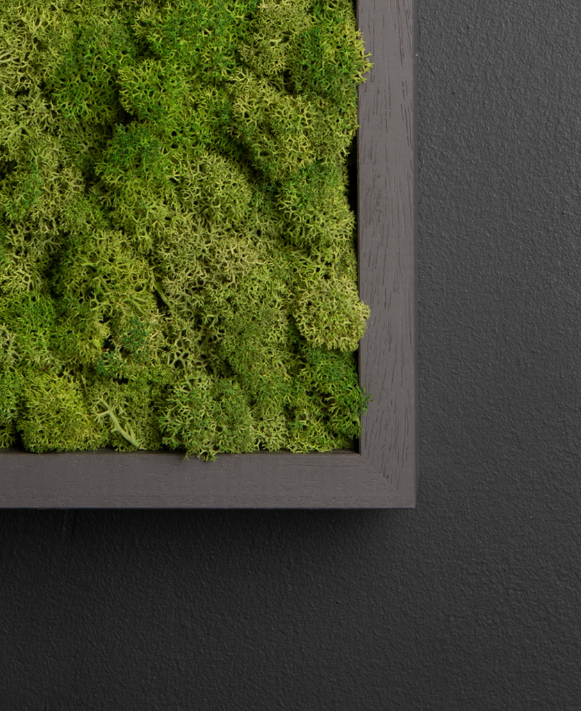 close up of moss wall panel in dark grey frame on black background