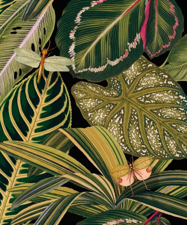 amazonia wallpaper close up
