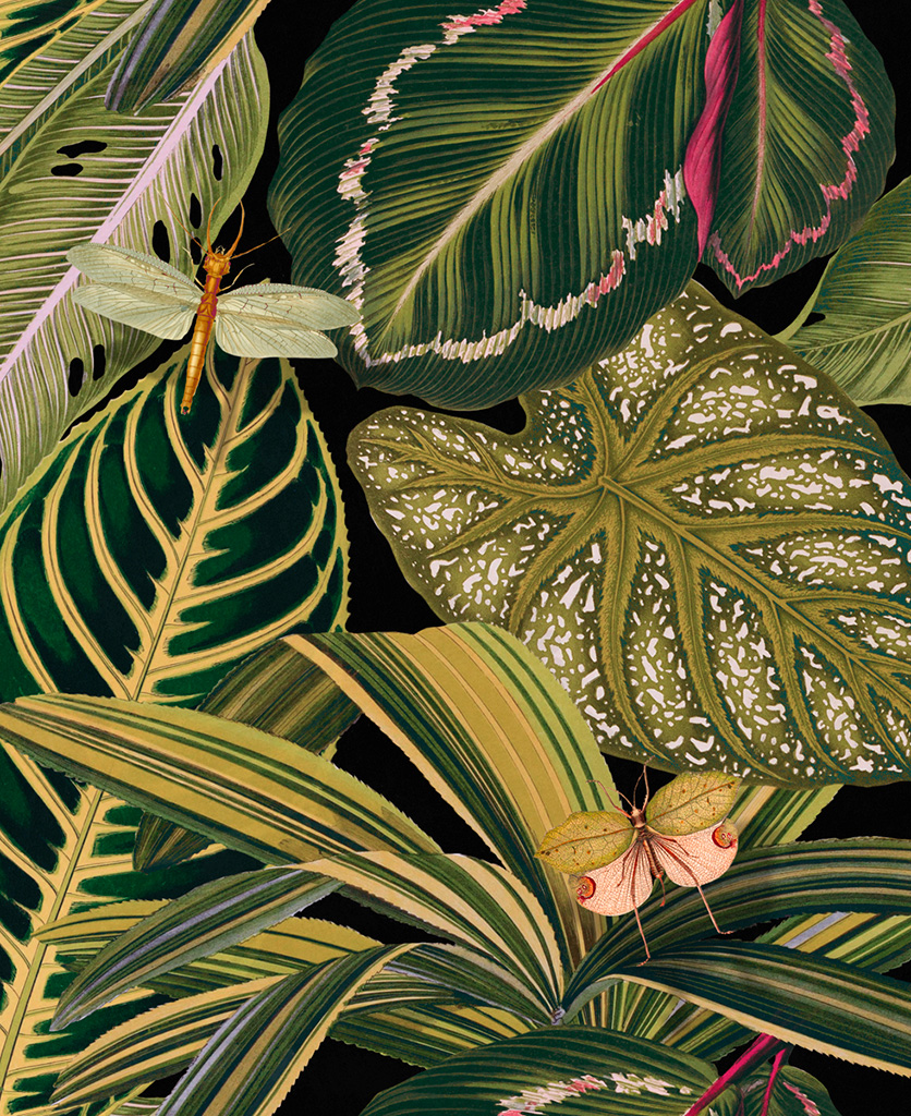 amazonia wallpaper close up