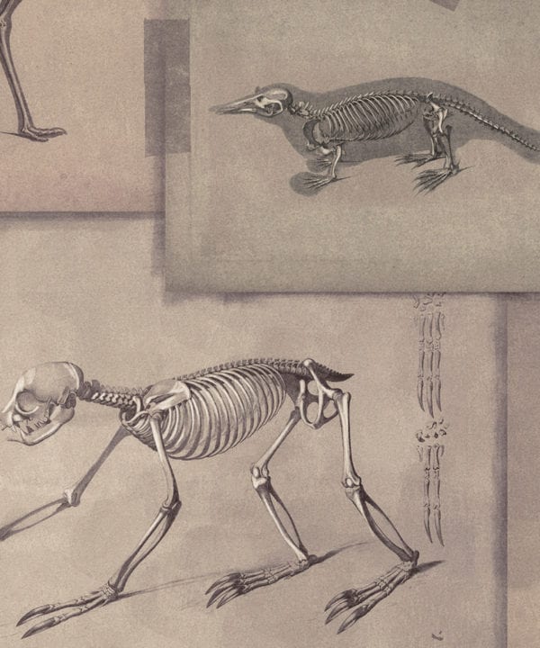 zooarchaeology wallpaper close up