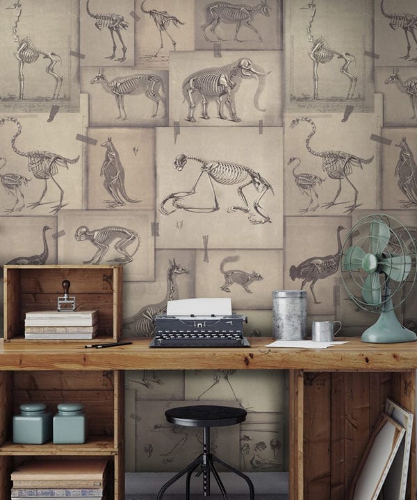zooarchaeology wallpaper