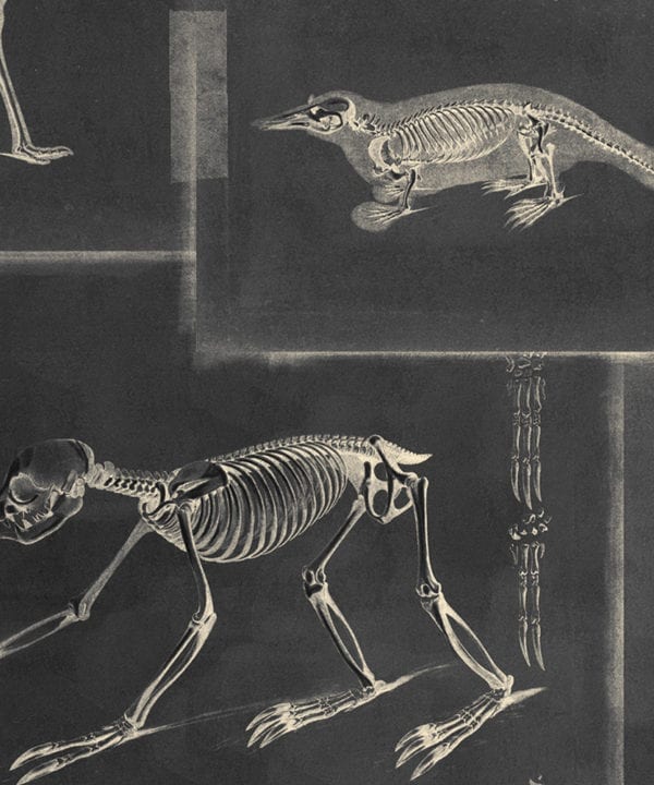 zooarchaeology anthracite wallpaper close up