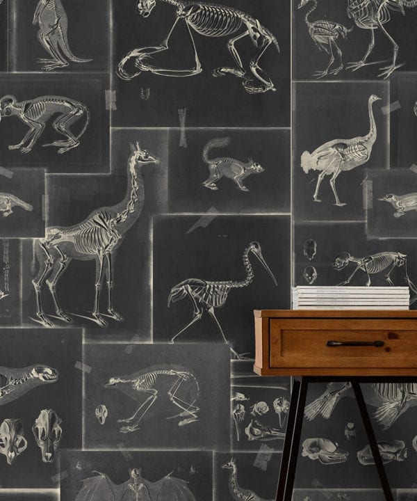 zooarchaeology anthracite wallpaper close up