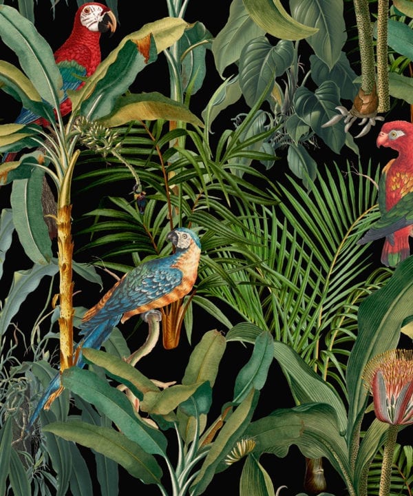 parrots of brasil anthracite wallpaper close up