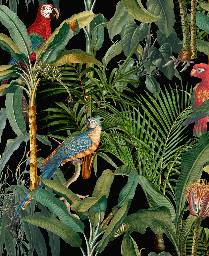 parrots of brasil anthracite wallpaper close up