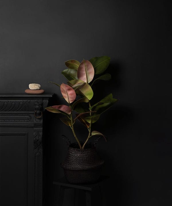 ficus elastica plant in black basket on dark background