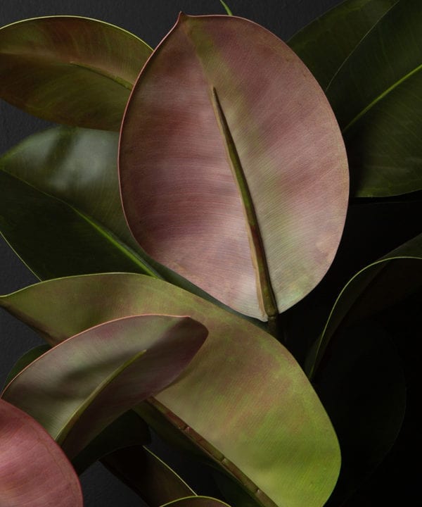 ficus elastica artificial plant close up