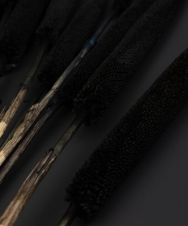 black babala dried stems close up on black background