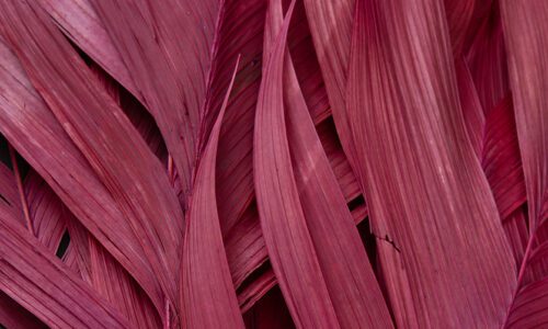 red leaf aricana foilage close up