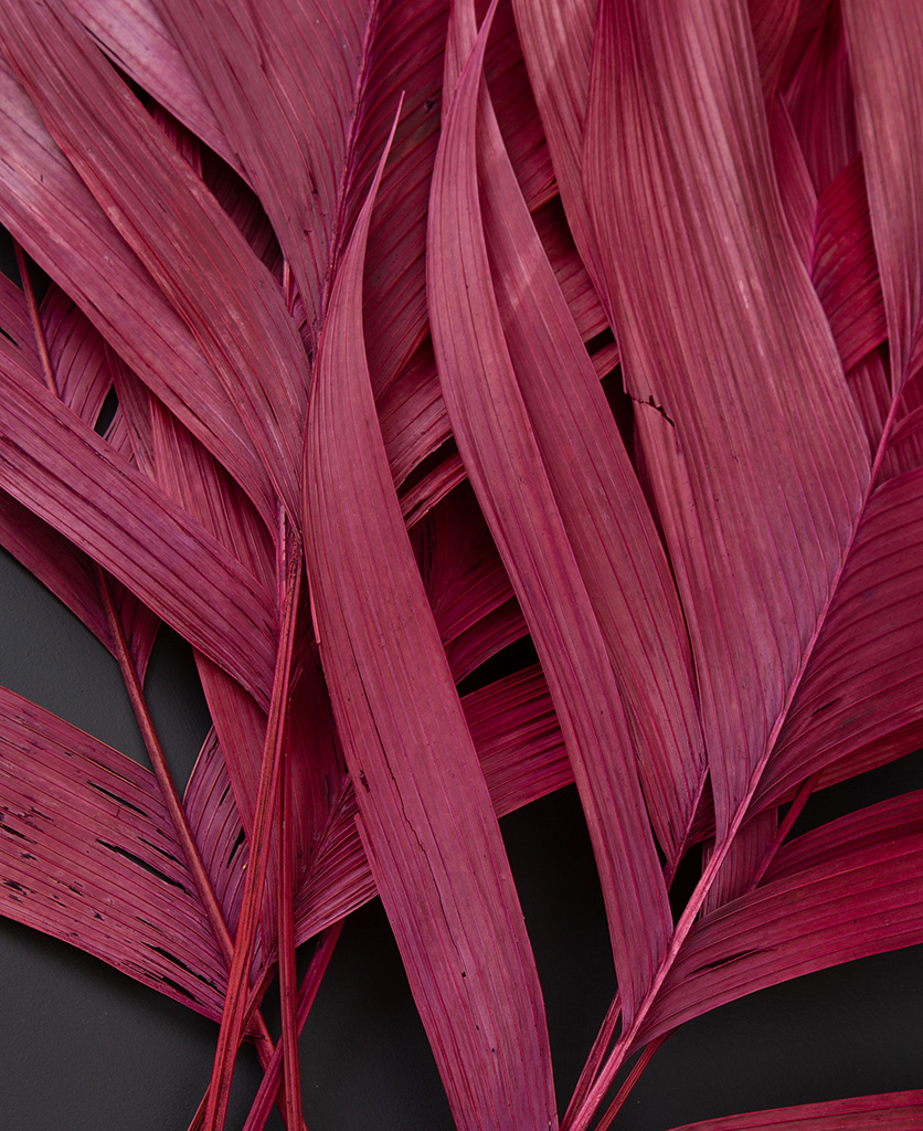 red leaf aricana foilage close up