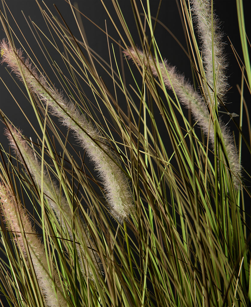 fountain grass foliage close up