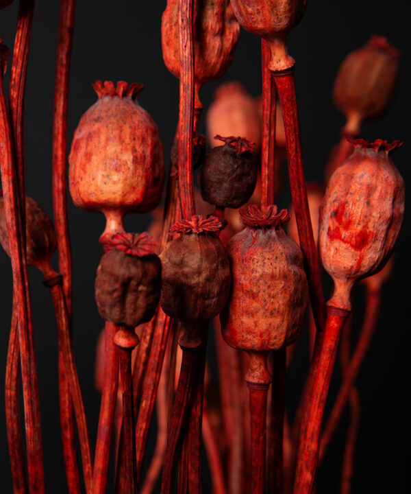 red papaver close up