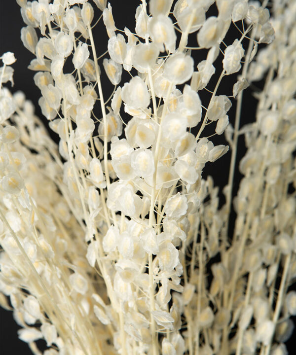 penny cress preserved foliage stems close up