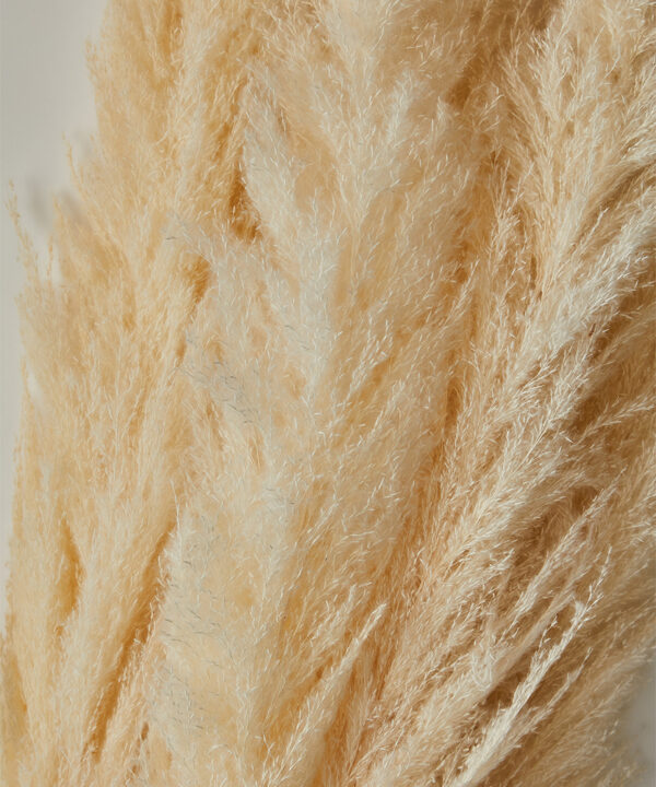 Pampas Grass Close Up