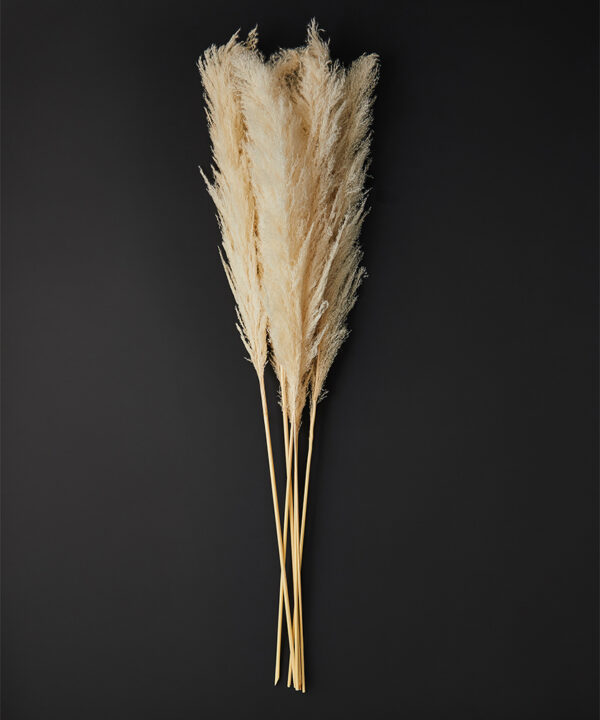 Giant fluffy pampas grass stems on black background