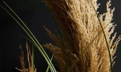 pampas grass